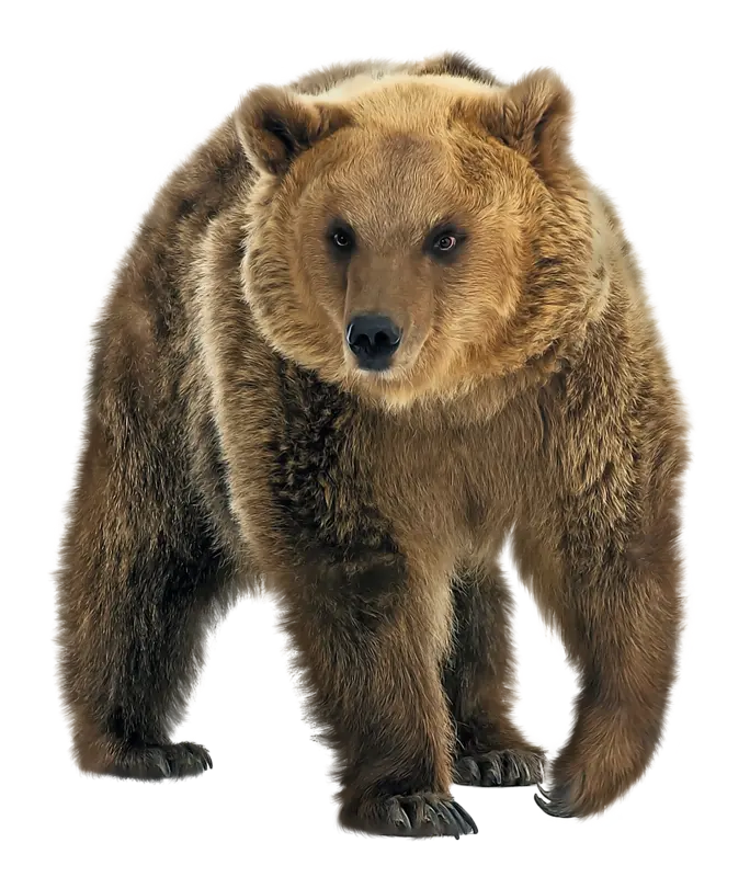 Beautiful Background Photo of Furry Brown Bear in PNG Format