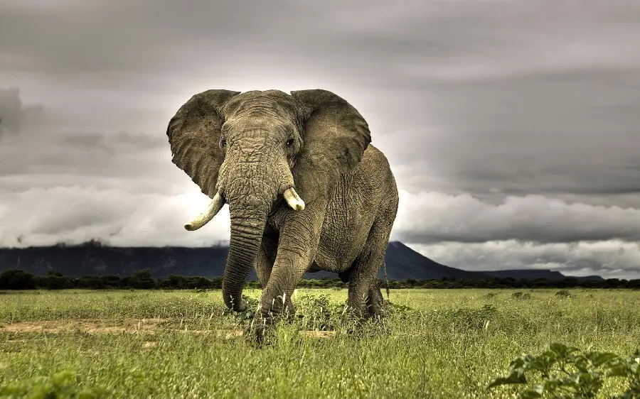 Download a beautiful image of an elephant walking in the grasslands for your profile