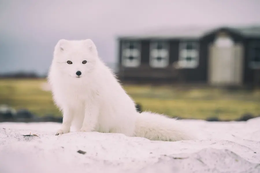 Background image for laptop of arctic fox animal lovers