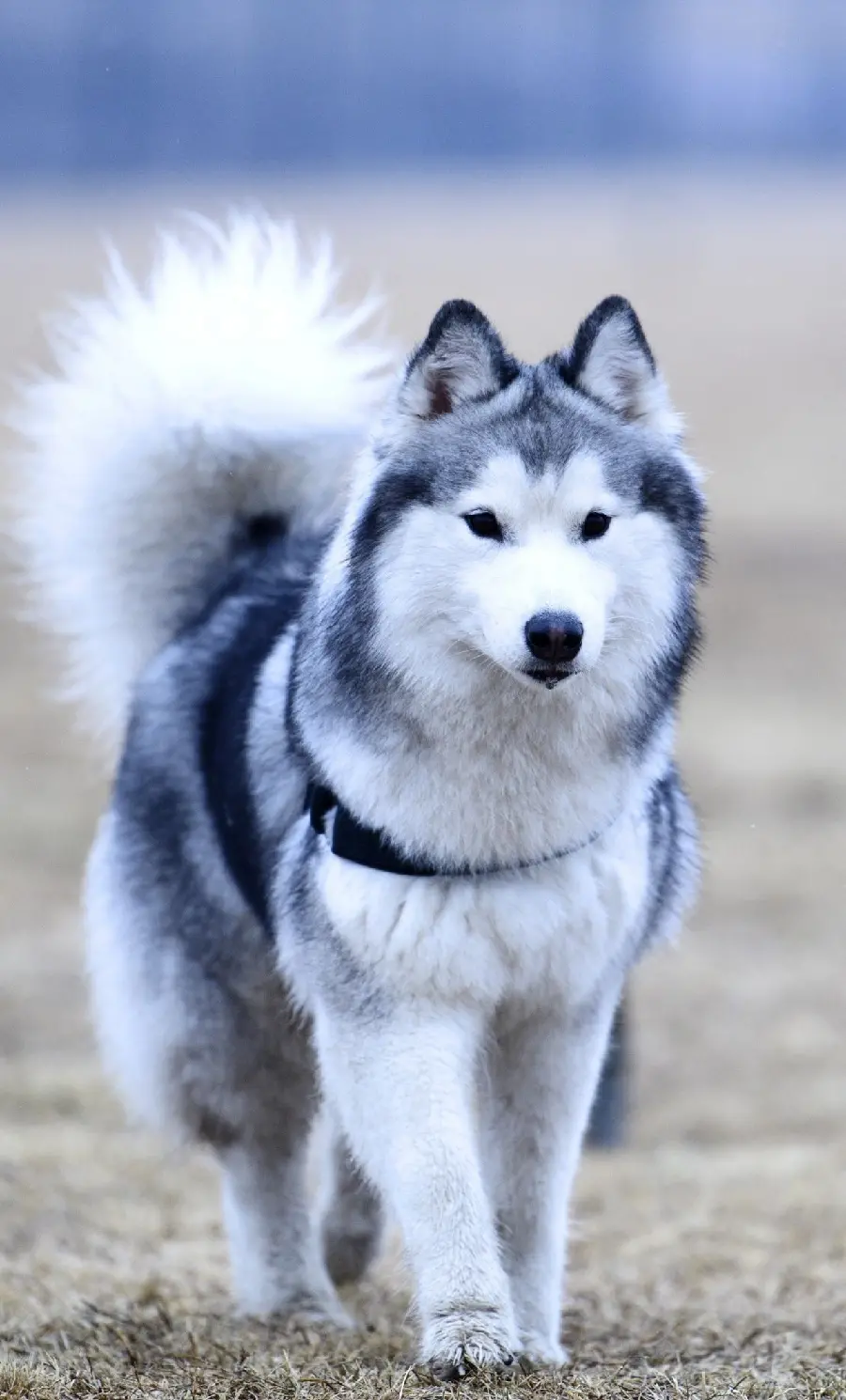 Alaskan Malamute Husky Photo for iPhone Background
