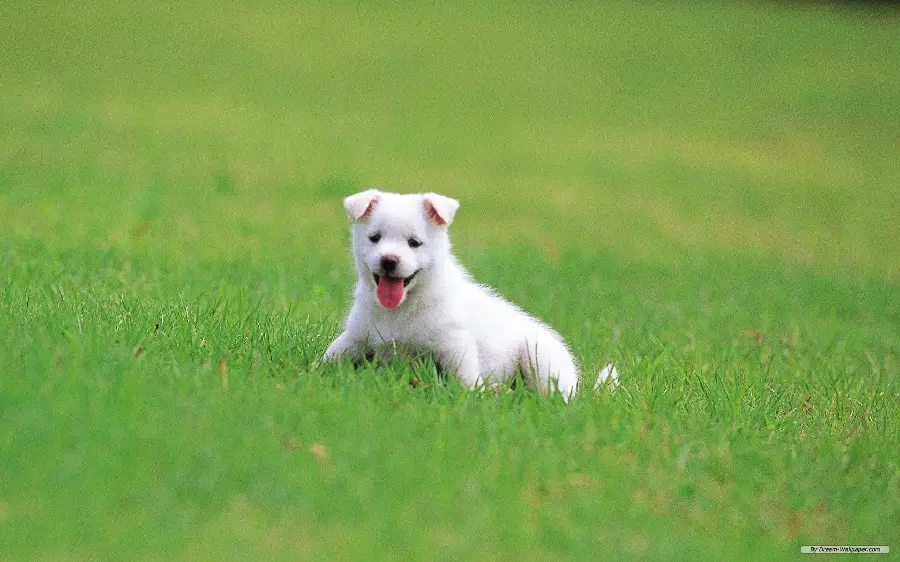 Background of smiling white puppy in green grass