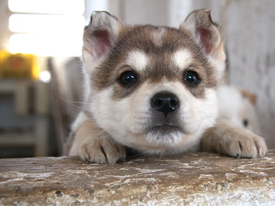 Background of Gogoli puppy, a fierce breed of red husky