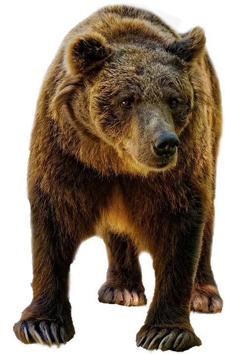Bear profile image in PNG format without background