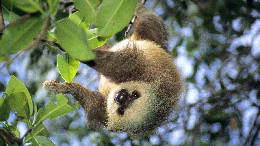 Spectacular Profile Picture of a Two-Toed Sloth