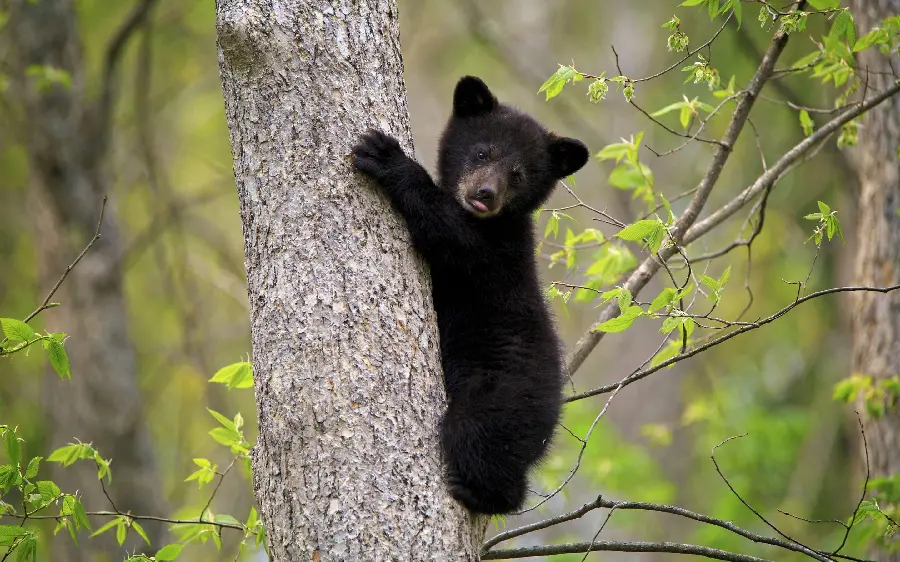 Pure wallpaper of a Louisiana black bear cub