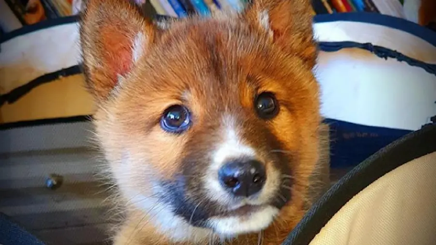 Profile photo for Telegram of a cute Dingo puppy 