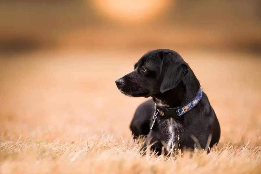 Black Labrador Retriever Dog Wallpaper for Desktop