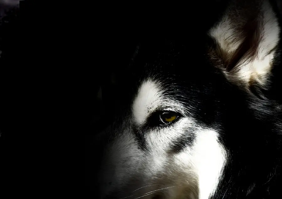 Unique Black and White Husky Dog Background