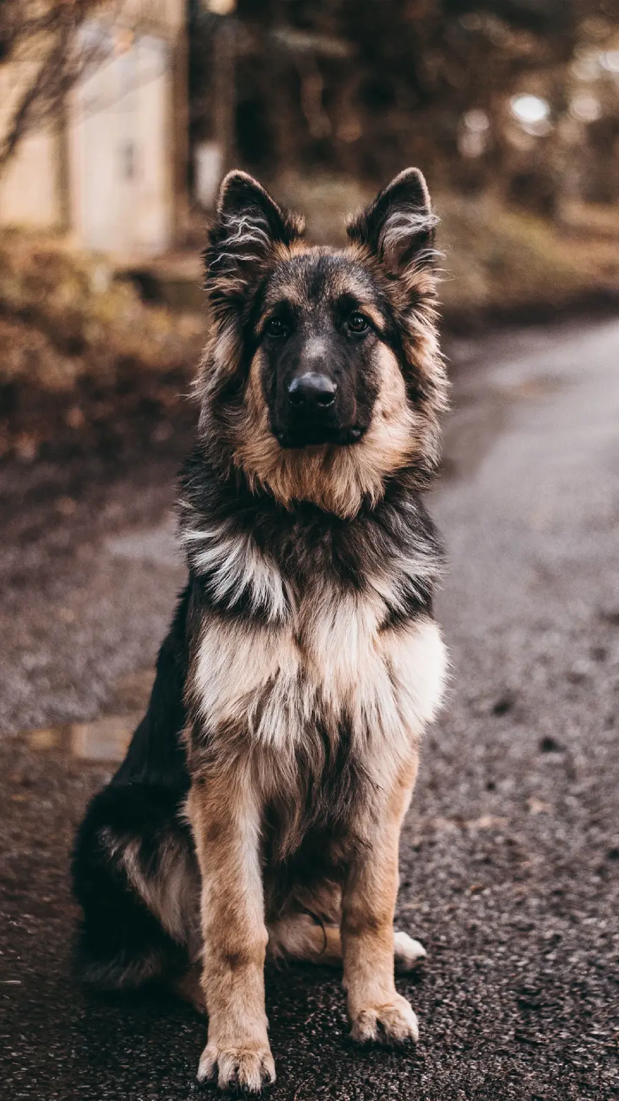 Stunning iPhone Background with German Shepherd
