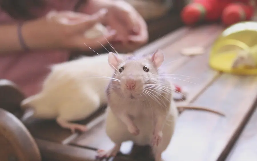 A photo of a baby White mouse looking at the camera very salty and cute