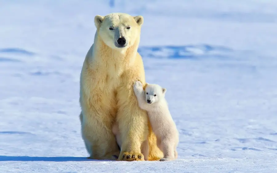 Polar Bear Cub HD Profile Photo in the Wild