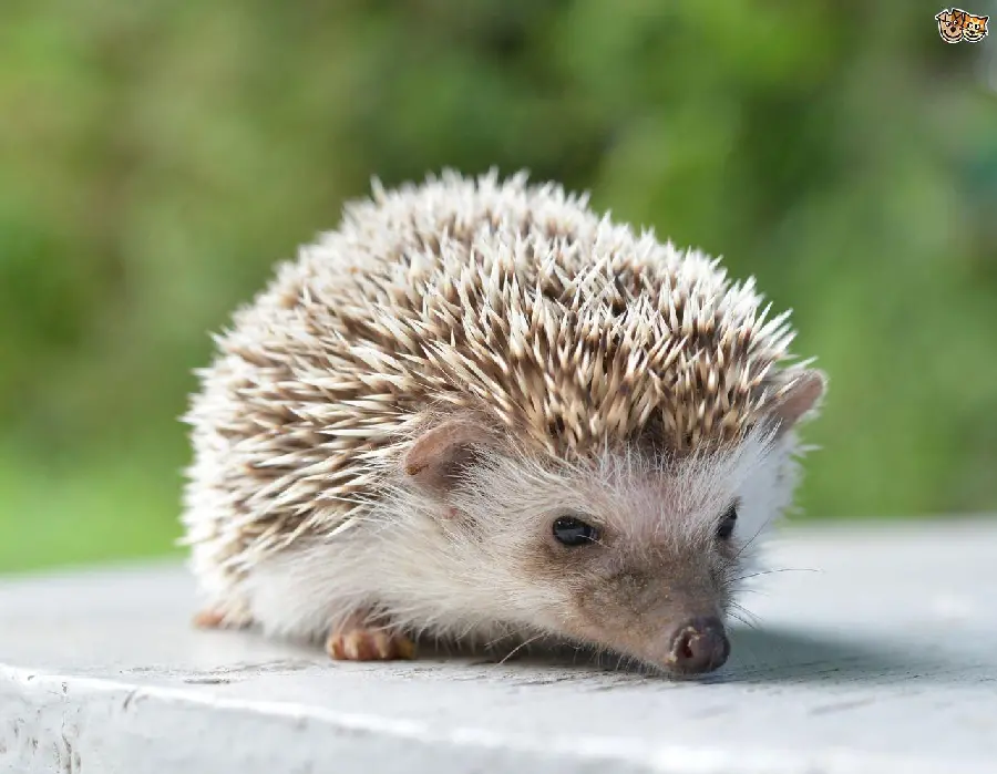 Baby hedgehog background photo for animal lovers' profiles