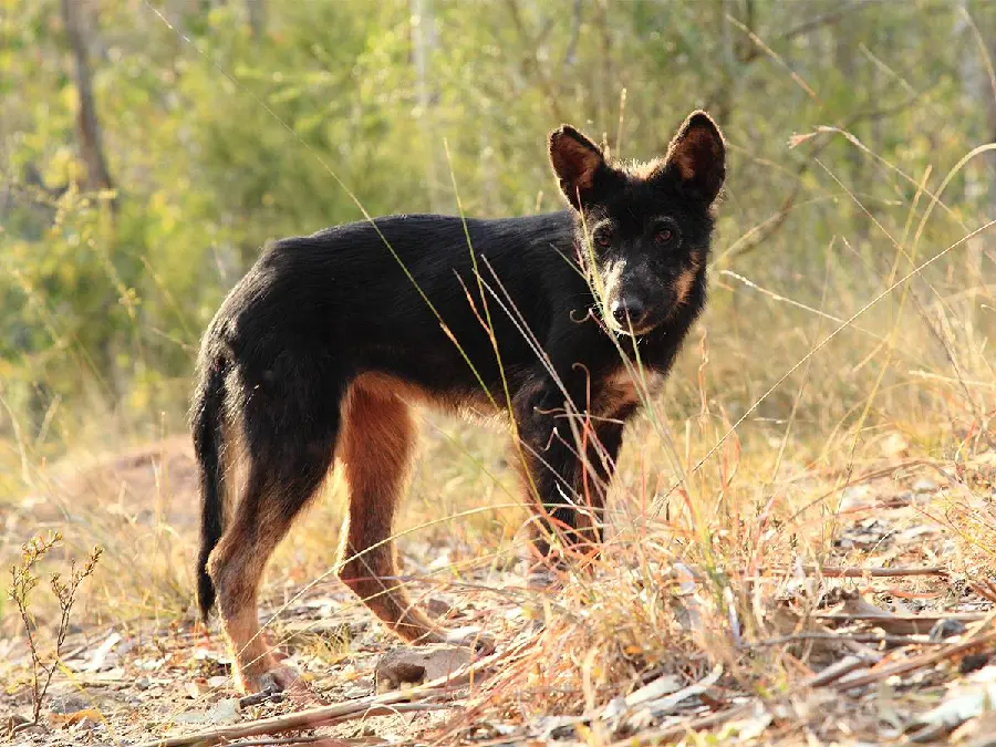 Background photo of Australian Kelpie dog with high resolution 