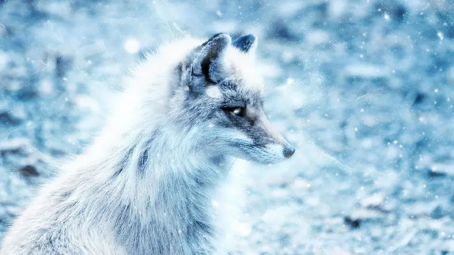 Full HD Arctic Fox Graphic Background