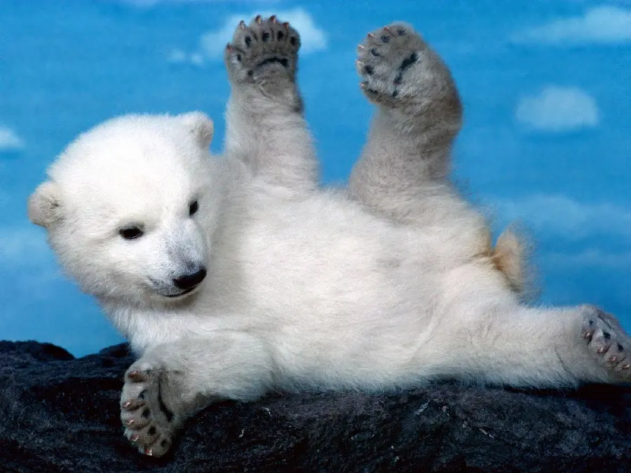 The cutest baby polar bear wallpaper
