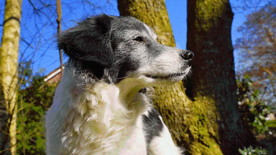 Beautiful 4K Border Collie Background for Laptop