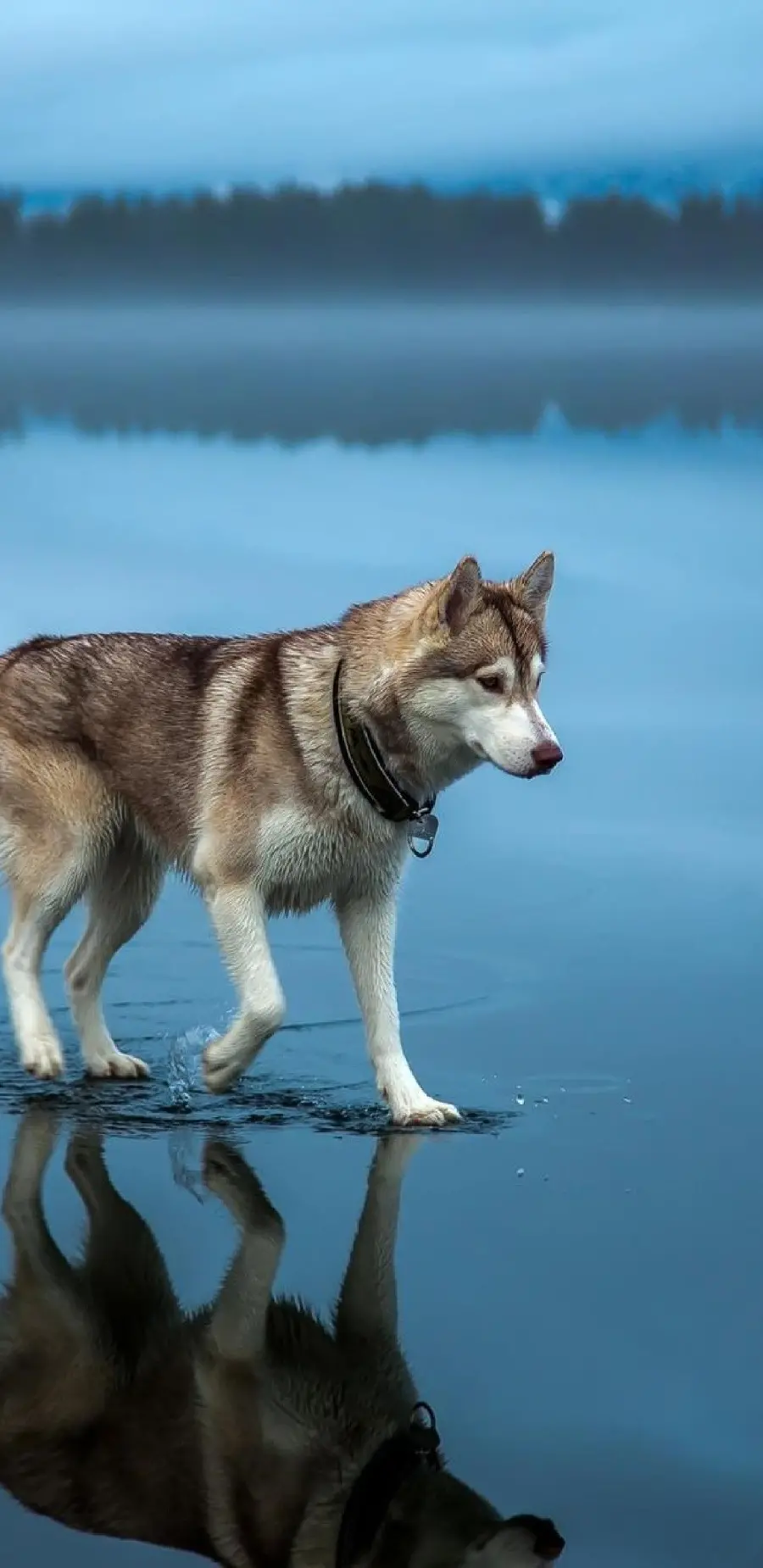 Classy HD Husky Profile Picture for iPhone 