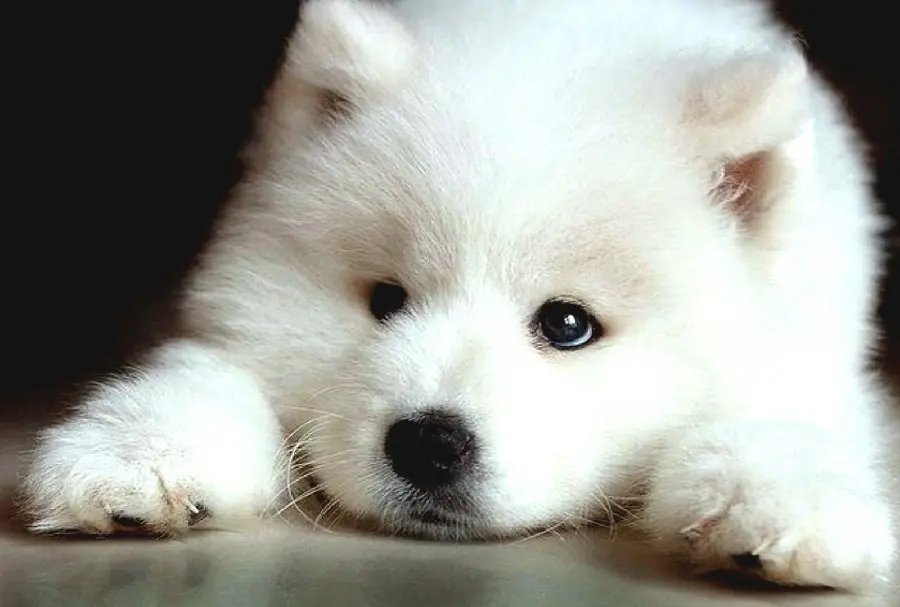 FULL HD White Samoyed Puppy Background