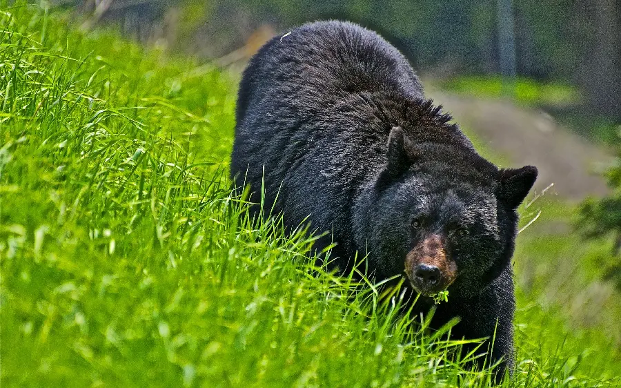 Attractive and spectacular black bear wallpaper with HD quality for highlight stories