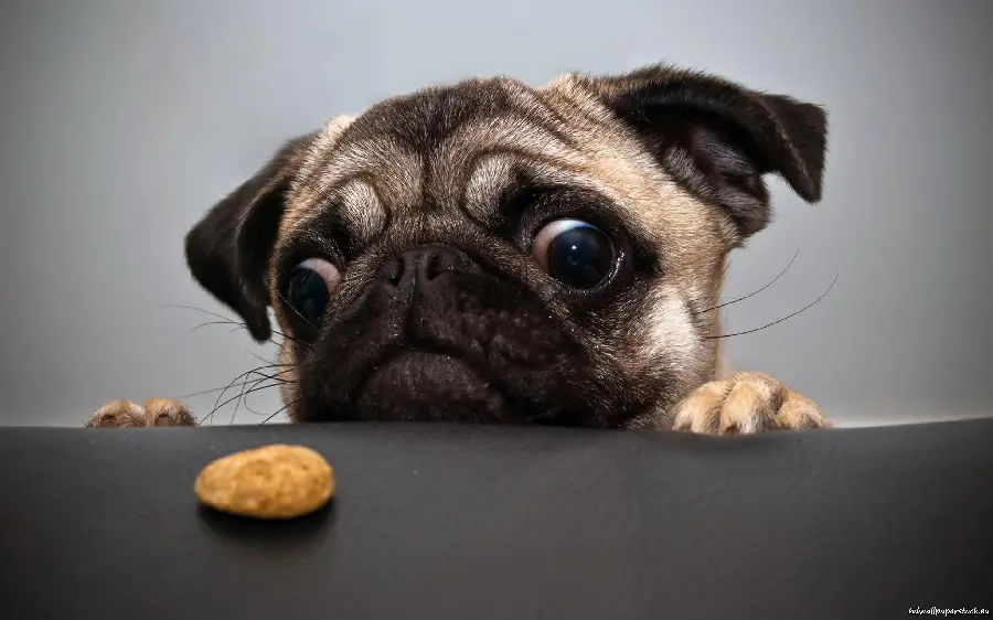 The latest high-quality wallpapers of funny dogs