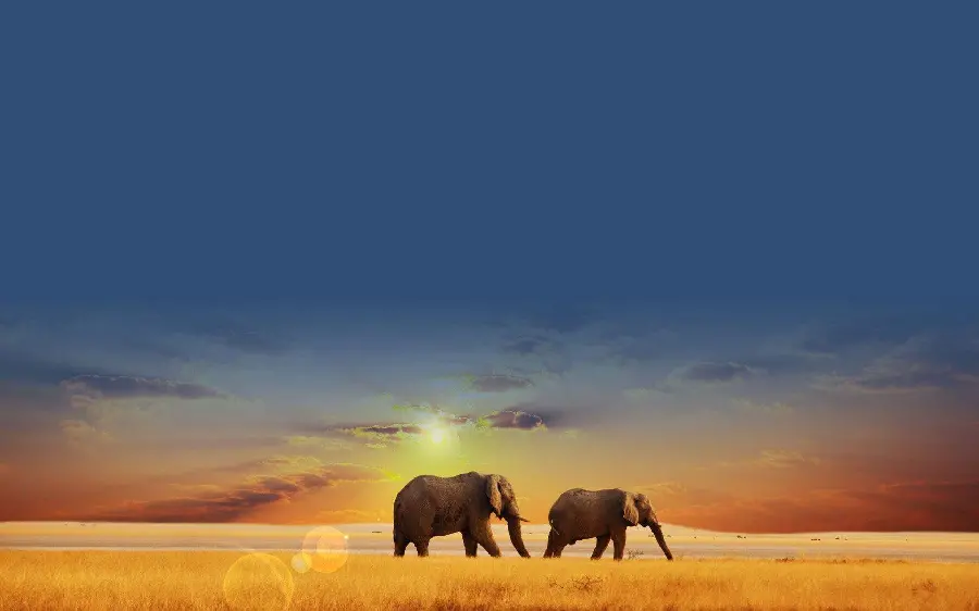 Different sky background with different animals elephants