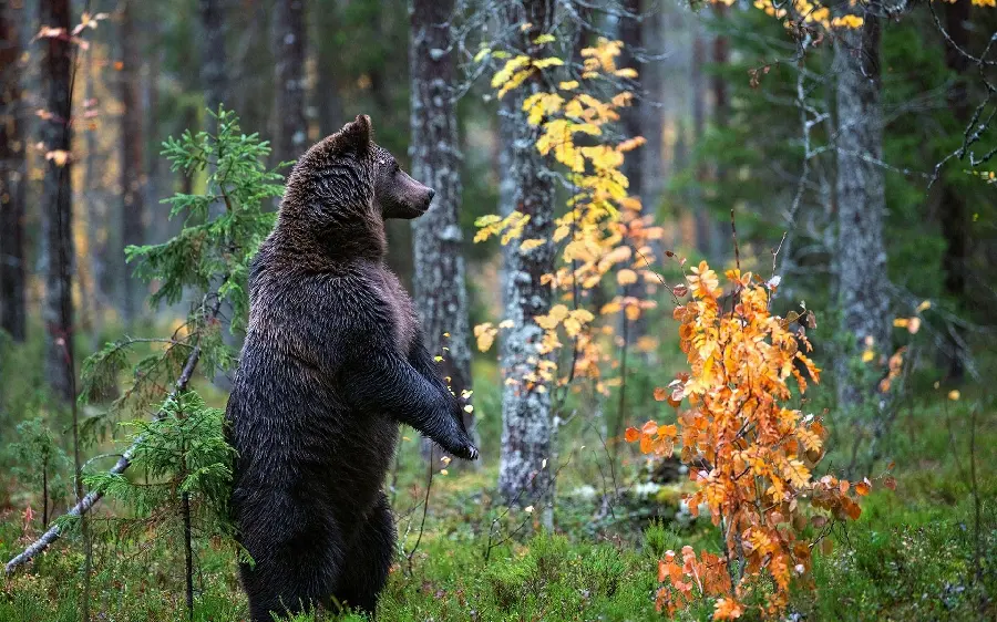 Download Black Bear Profile Picture for Instagram HD