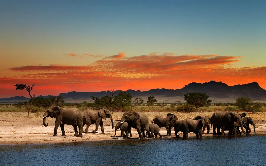 Download photo of elephant migration for animal lovers and nature lovers