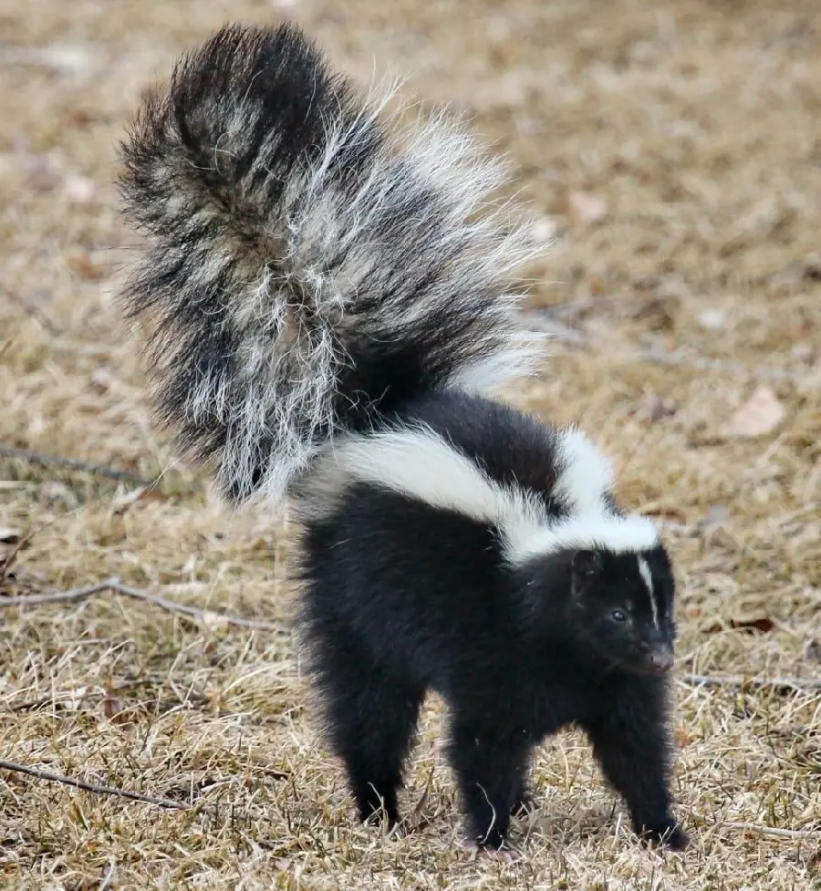 Download spectacular background of American nocturnal animal skunk 