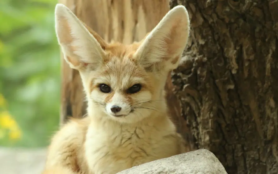 Amazing Wallpaper of Lovely Fennec Fox