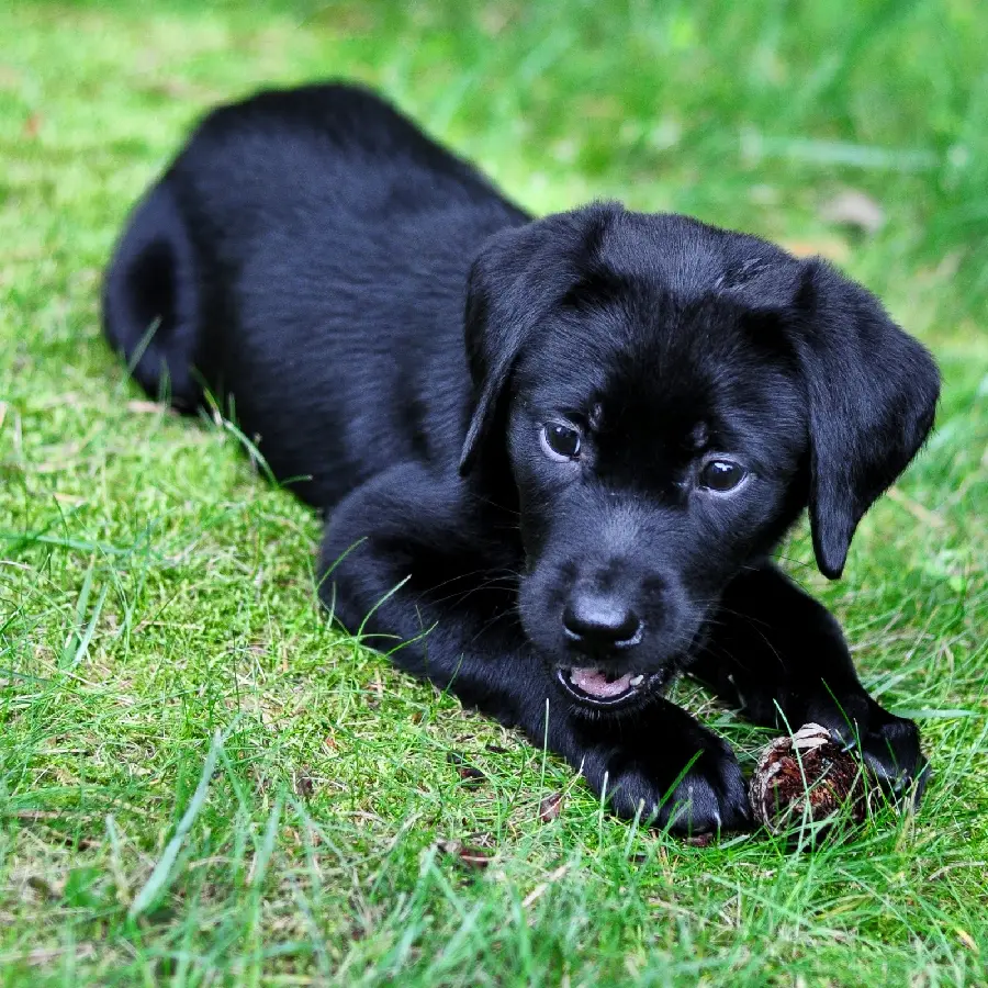 Cute Black Labrador Retriever Puppy HD Ella 