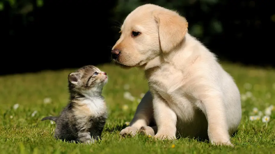 Very cool profile picture of a real dog for desktop background 