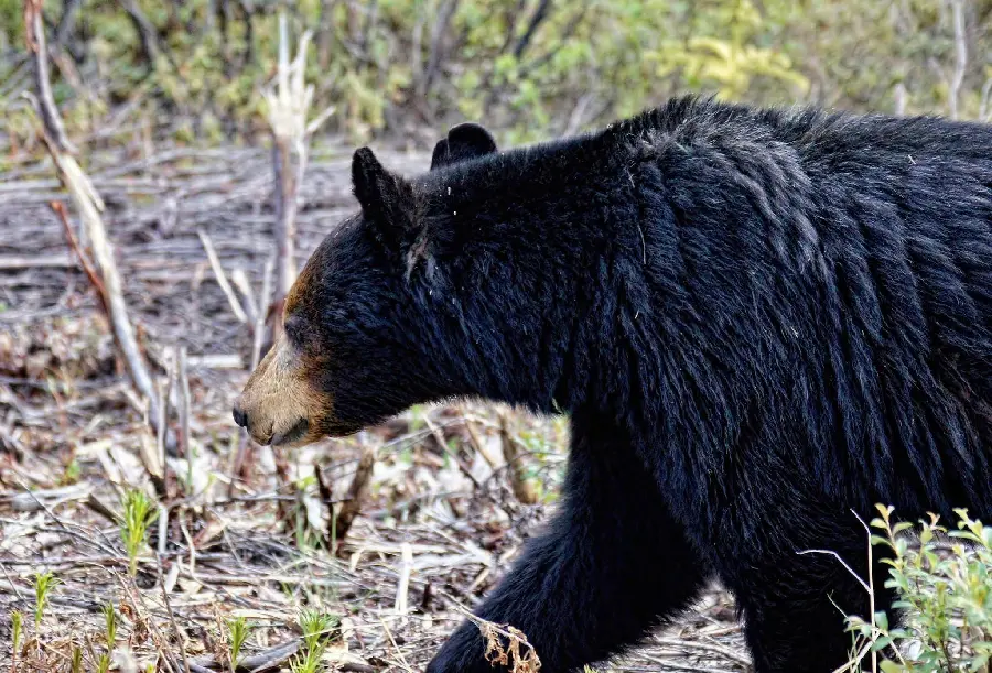 Download Beautiful Newfoundland Black Bear HD Wallpaper