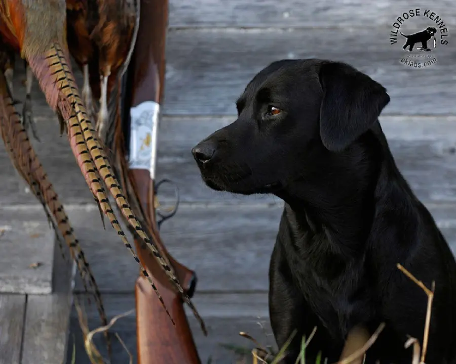 Professionally edited and high-resolution wallpaper of a black Labrador Retriever