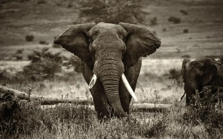 Download black and white photo of an elephant walking in the grasslands for animal friends' profiles