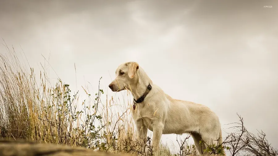 Background photo with excellent quality of Labrador Retriever from Johreh
