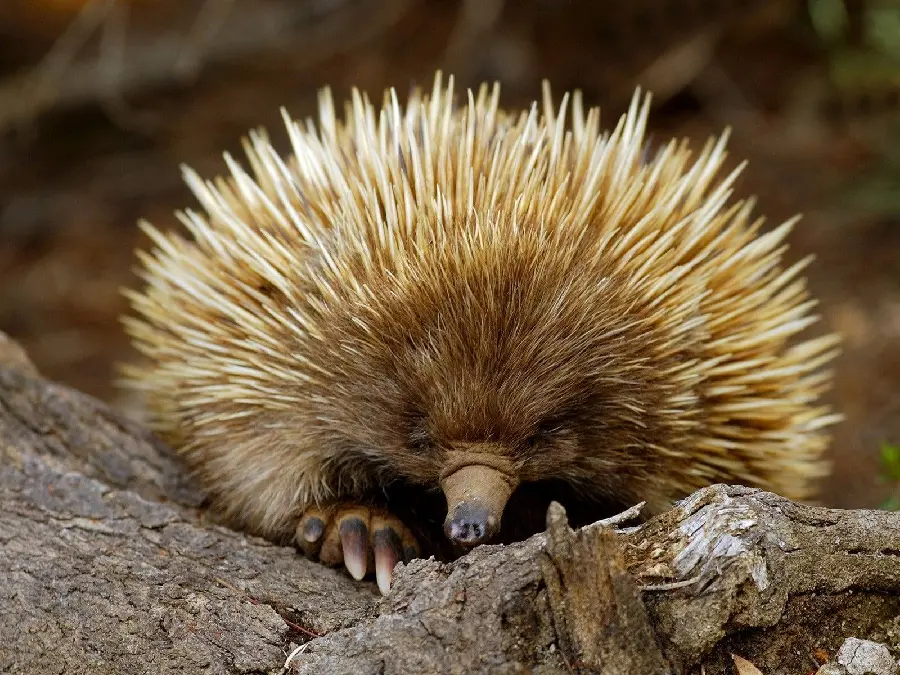 Anteater or spiny anteater or echidna