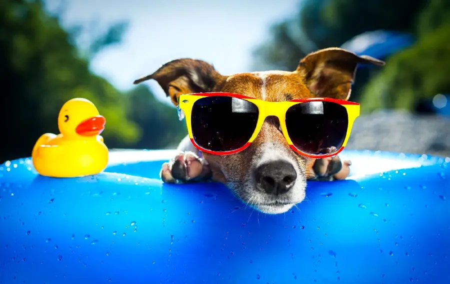 Funny Dog Profile Picture and Fun Googly Easy to Download