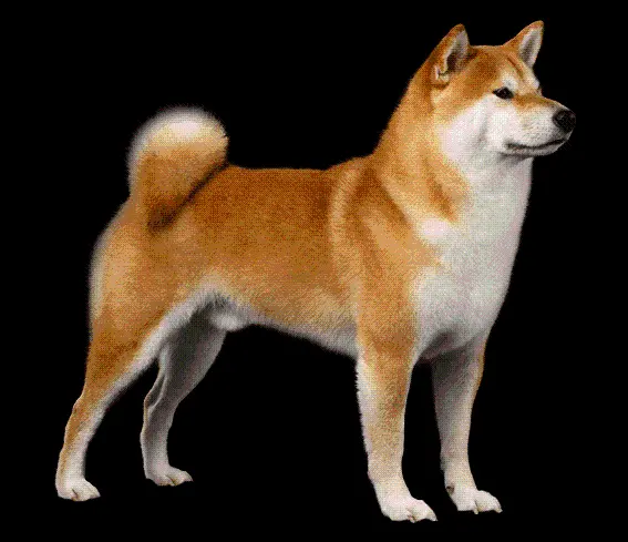 Real Japanese Shiba Inu Dog Breed PNG