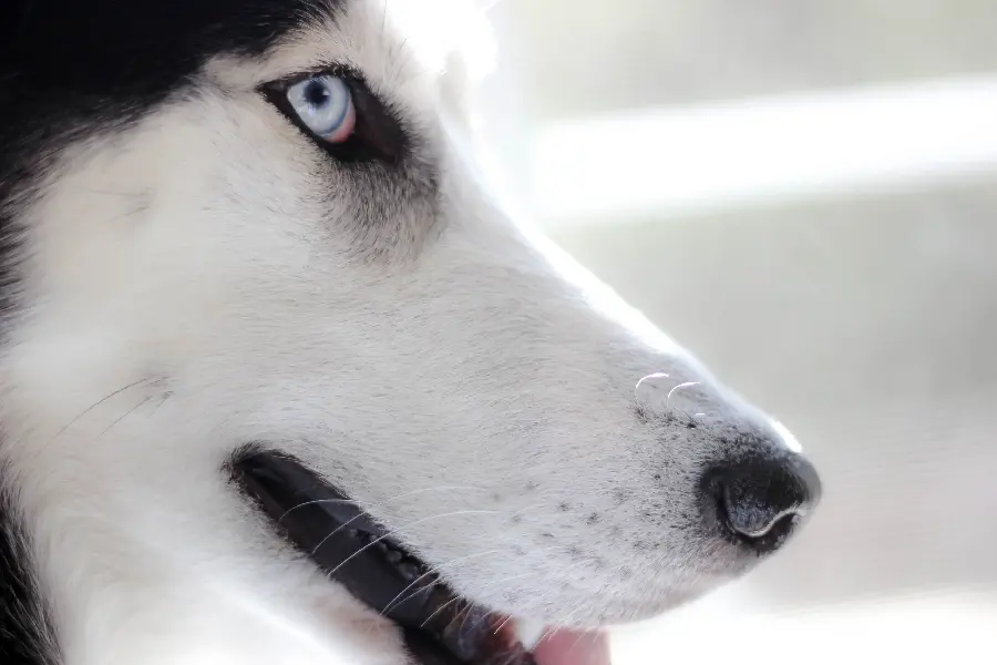 Profile photo with the best angle of close-up photography of a husky