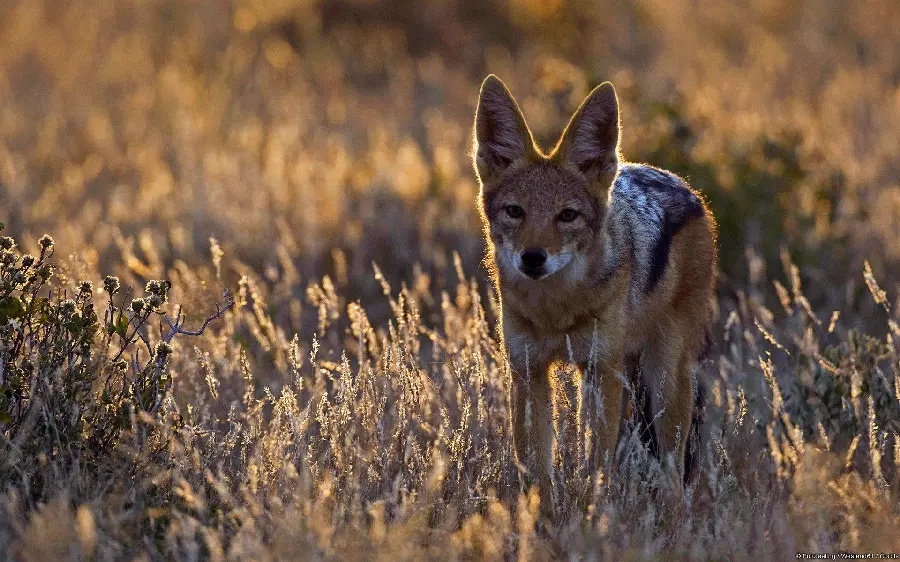 Profile photo of a real jackal for wild animal lovers