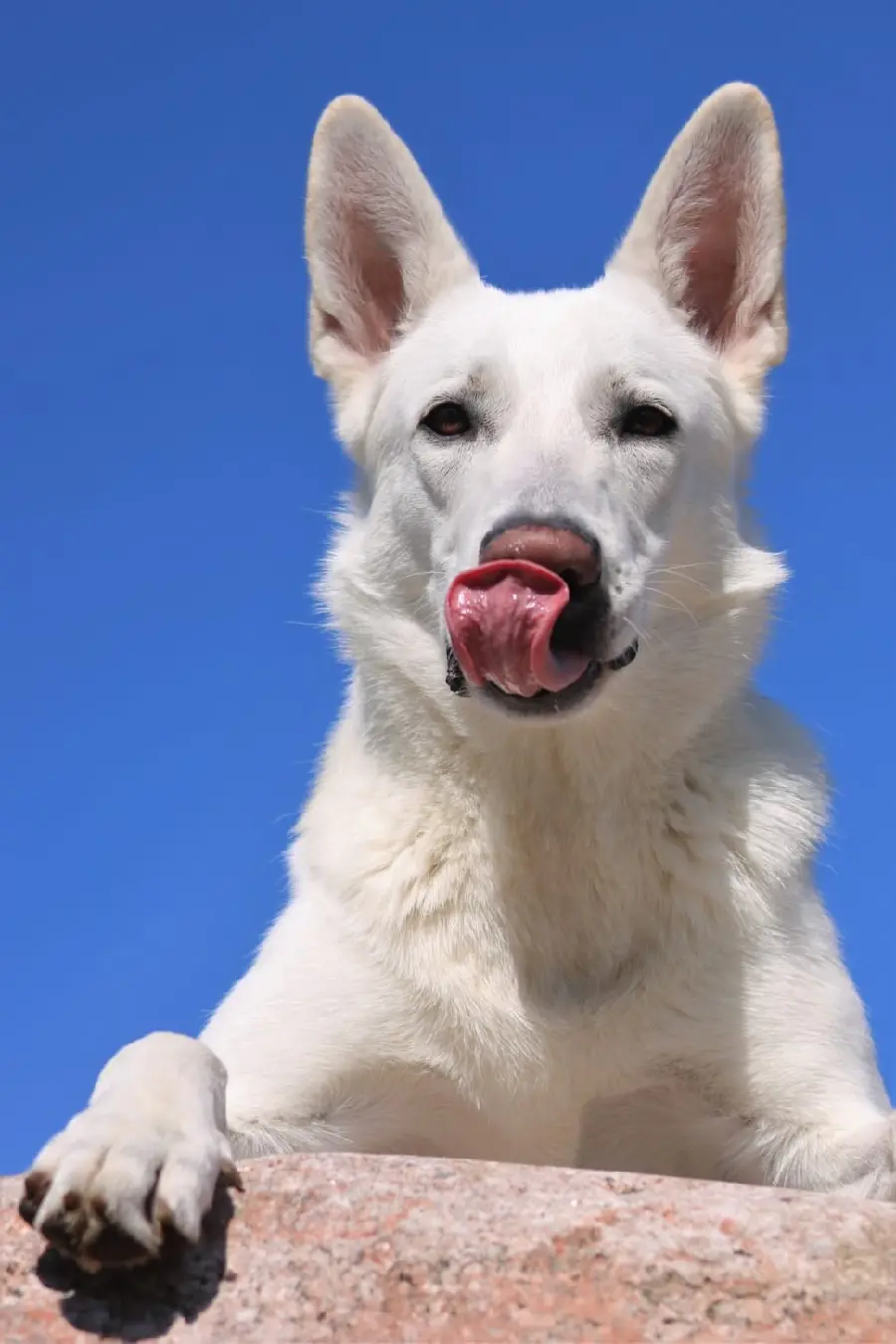 White German Shepherd Wallpaper for Phone Screen 