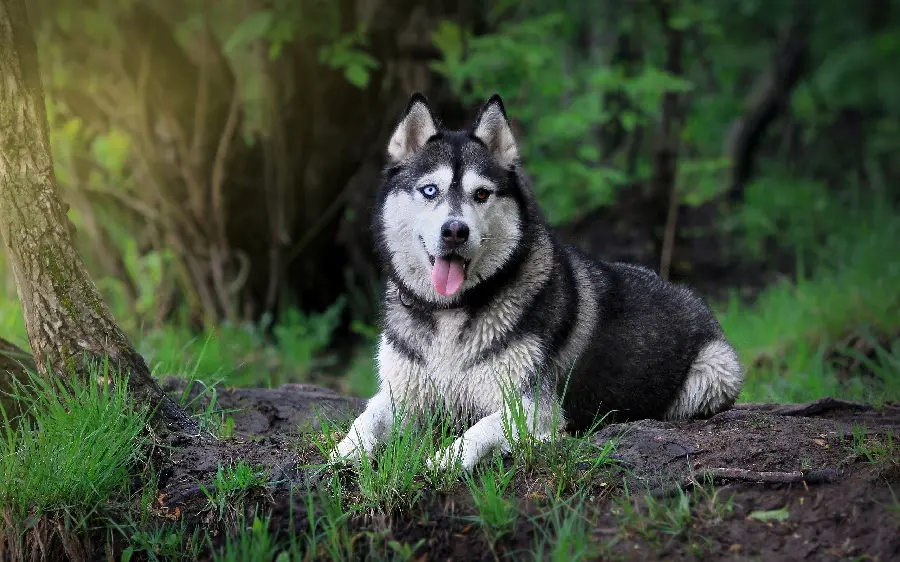 Very Beautiful Picture of a Husky Suitable for Desktop Background