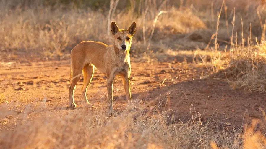 Stock photo taken of a dingo in the wild