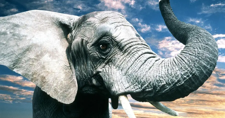 Download a close-up photo of a cute elephant with a big face and bigger tusks