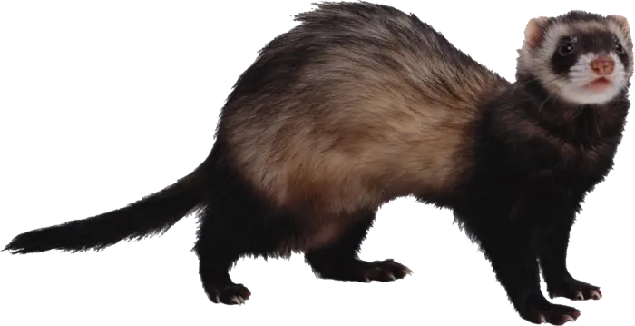 Download Back Grands in PNG format of otter 