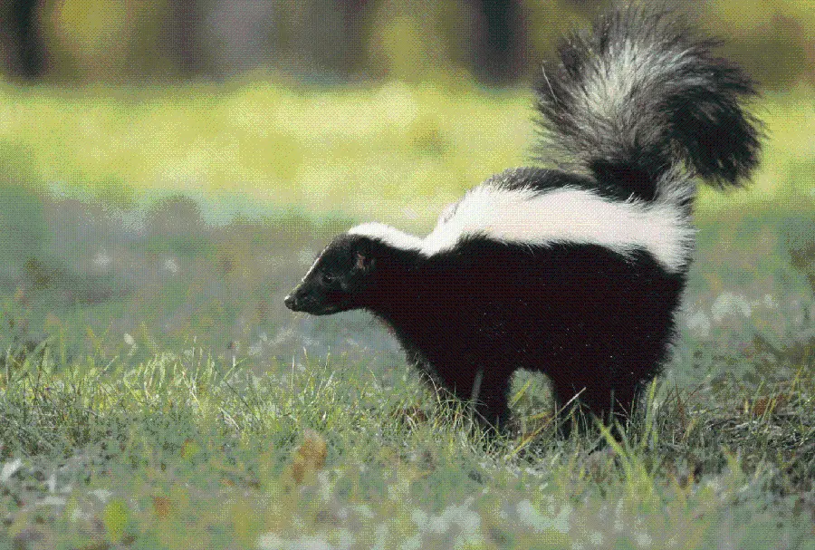 Background Image of American Mink in the Wild