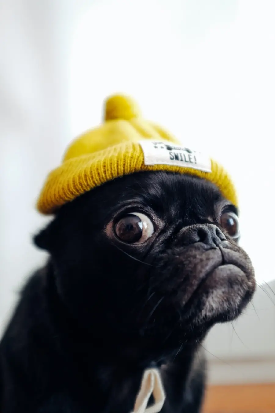 Cool and fascinating profile picture of a black pug dog for Rubika and Telegram