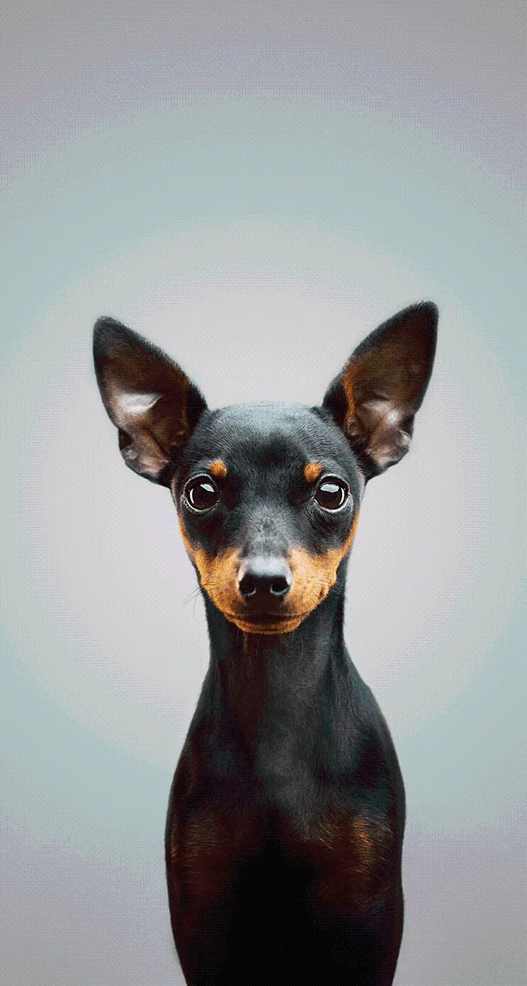 High Quality Phone Wallpaper of a black miniature pinscher dog