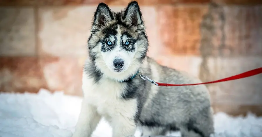 4K Blue-Eyed Husky Dog Stock Image for Free