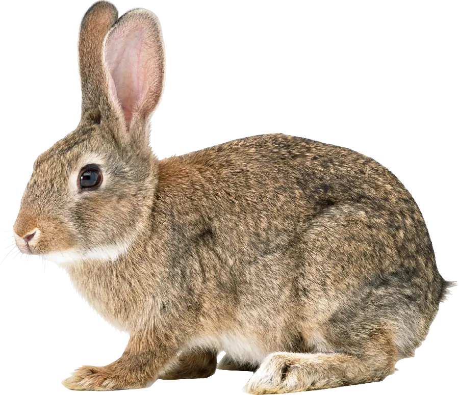 Real Domestic Rabbit Background Image PNG